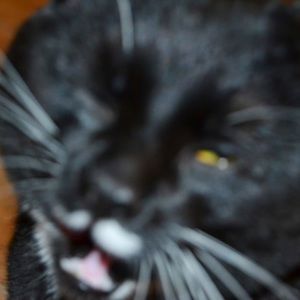 Meet your Posher, Emma